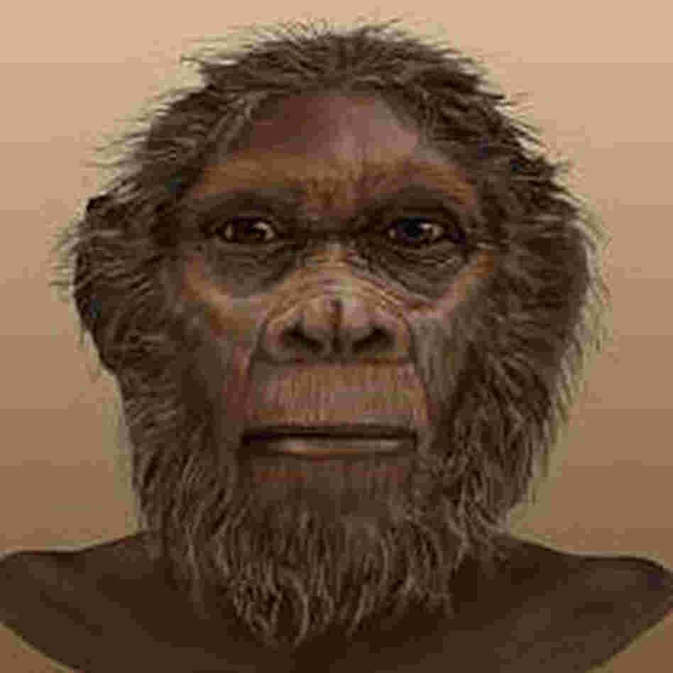 Rudolfensis