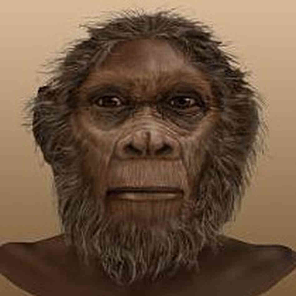 Rudolfensis Rudolfensis