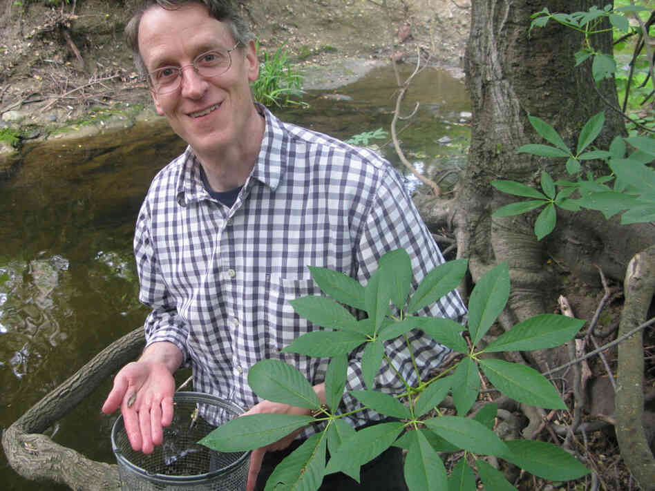 Genetisist David Kingsley catches sticklebacks in a stream near his lab at Stanford University.