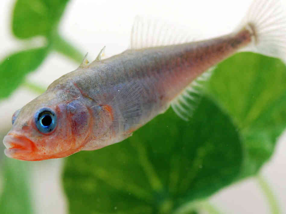 A male stickleback in full mating color.