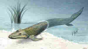An illustration of what the sea creature Tiktaalik may have looked like.