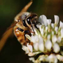 A bee pollinates a wildflower.