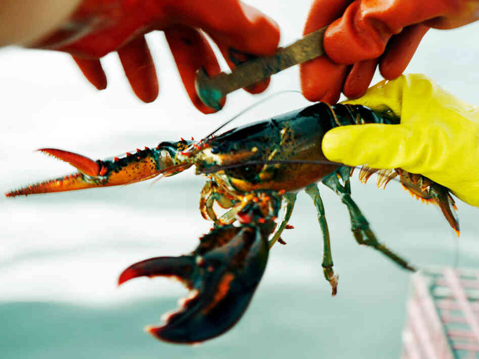 A lobster is measured to determine whether it is of legal size on a boat off Cundy's Harbor, Maine. A lobster is measured to determine whether it is of legal size on a boat off Cundy's Harbor, Maine.
