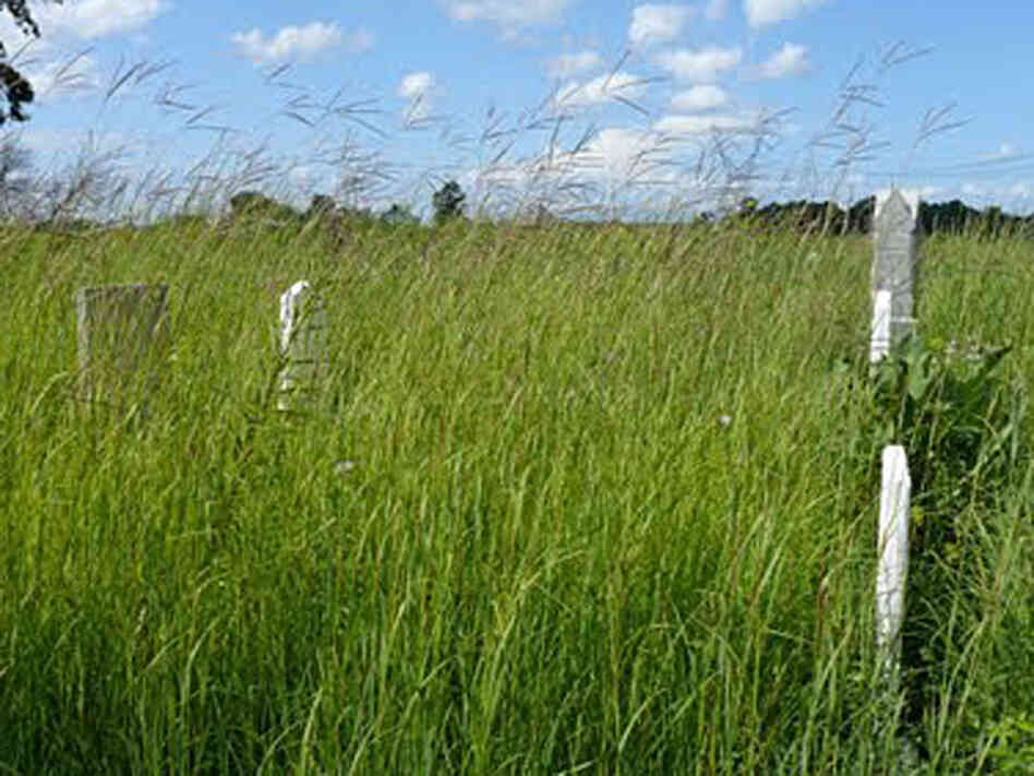 Big blue grass prairie at an Ohio cemetery.