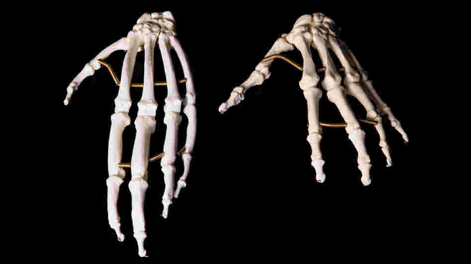 Hand skeletons of an ape, left, and human