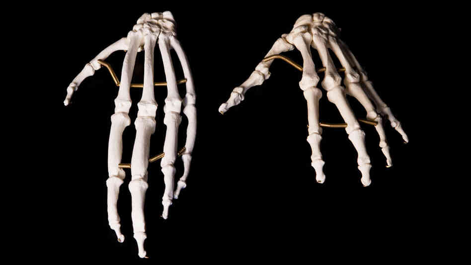 Hand skeletons of an ape, left, and human