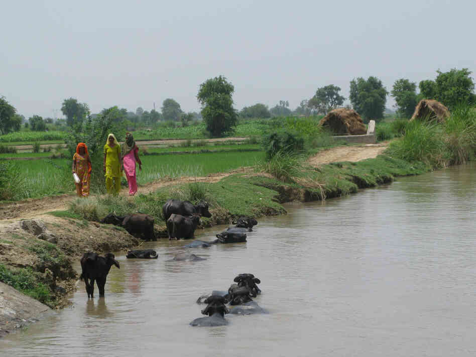 Village women in the rural Greater Noida area near New Delhi