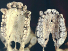 Comparison of chimpanzee, A. afarensis and human denition. Comparison of chimpanzee, A. afarensis and human denition.