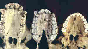 Comparison of chimpanzee, A. afarensis and human denition.