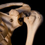 Human shoulder