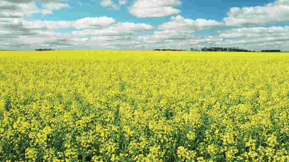 Canola field in North Dakota
