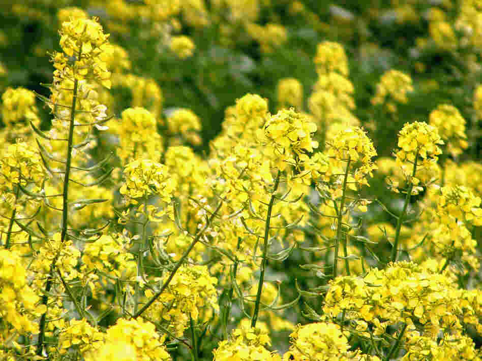 Canola plant in North Dakota