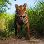 Smiling tiger image by Steve Winter