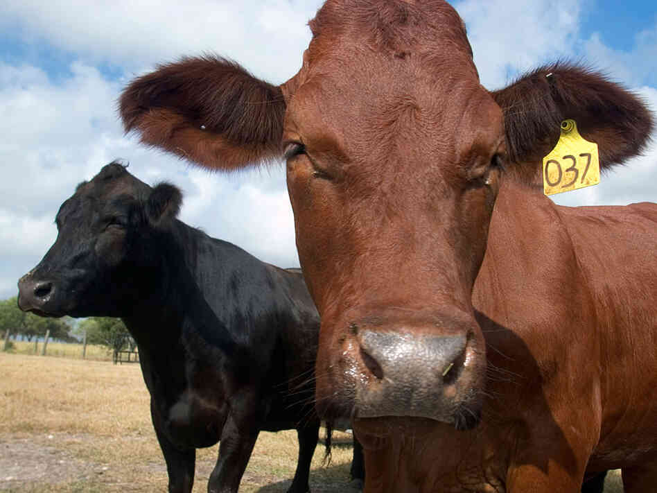 Cloned cows on a farm outside Austin, Texas