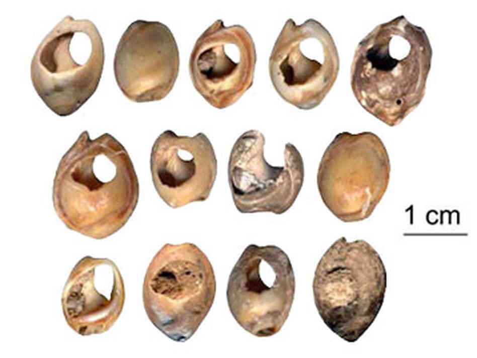 Shells Shells