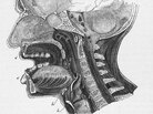 A 1930 anatomical diagram shows a vertical cross-section of the human head. A 1930 anatomical diagram shows a vertical cross-section of the human head.