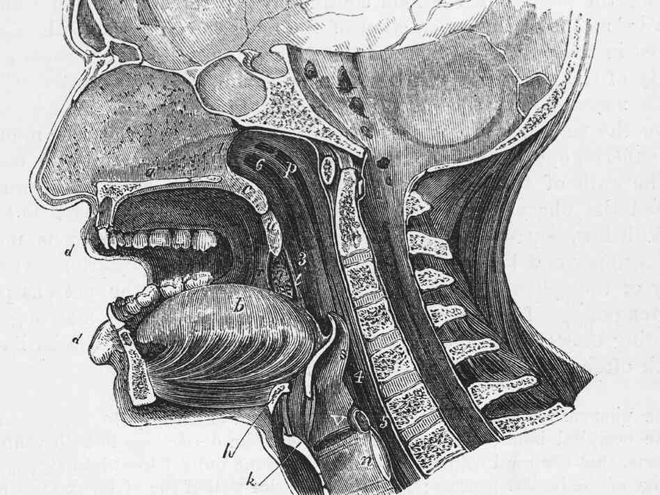 A 1930 anatomical diagram shows a vertical cross-section of the human head.