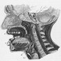 A 1930 anatomical diagram shows a vertical cross-section of the human head.