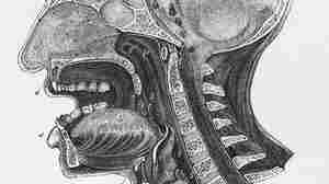 A 1930 anatomical diagram shows a vertical cross-section of the human head.