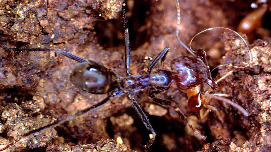 An Australian meat ant launches a loop of "spit" or secretion. An Australian meat ant launches a loop of "spit" or secretion.