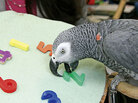 Alex the Parrot Alex the Parrot