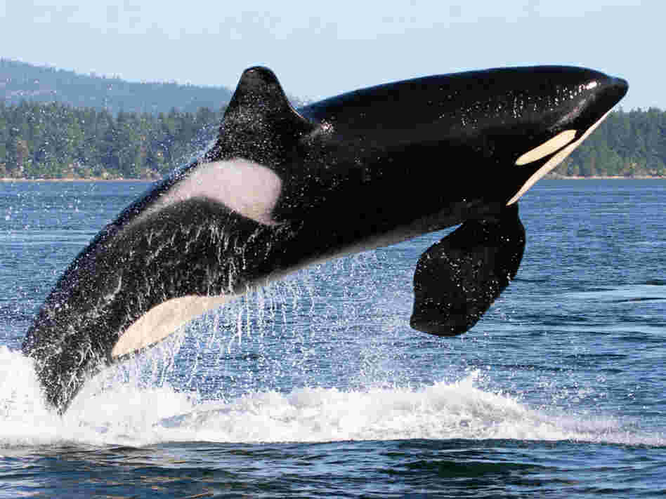 Orca whale near the San Juan Islands