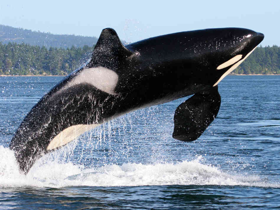 Orca whale near the San Juan Islands
