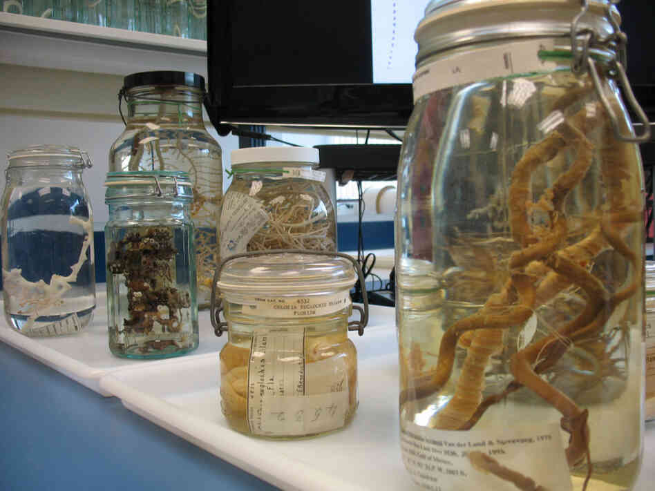 Jars at the Smithsonian