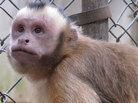 Liam, a capuchin monkey Liam, a capuchin monkey