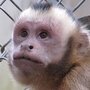 Liam, a capuchin monkey