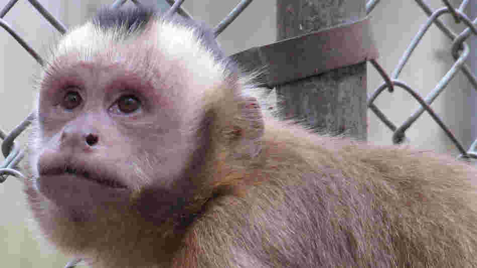 Liam, a capuchin monkey
