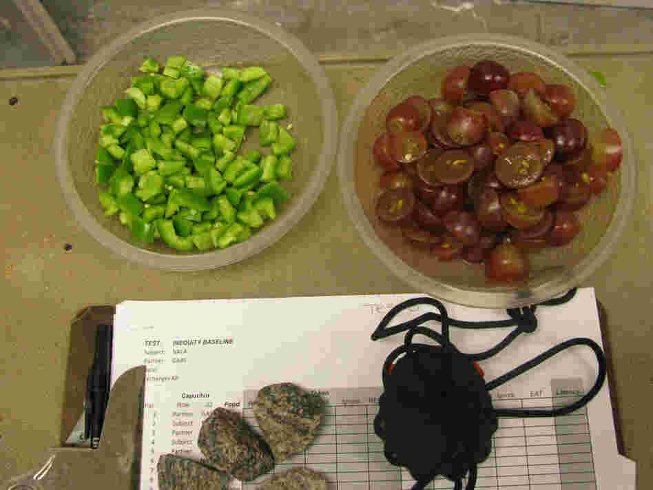 Cucumbers and grapes, used for testing the concept of fairness in capuchin monkeys.