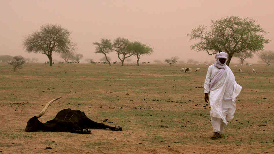 Nomadic tribal chief Ibrahim Mangari walks past the carcass of a cow that he says died of hunger. Nomadic tribal chief Ibrahim Mangari walks past the carcass of a cow that he says died of hunger.