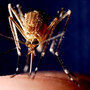 New research sheds light on how repellents work.