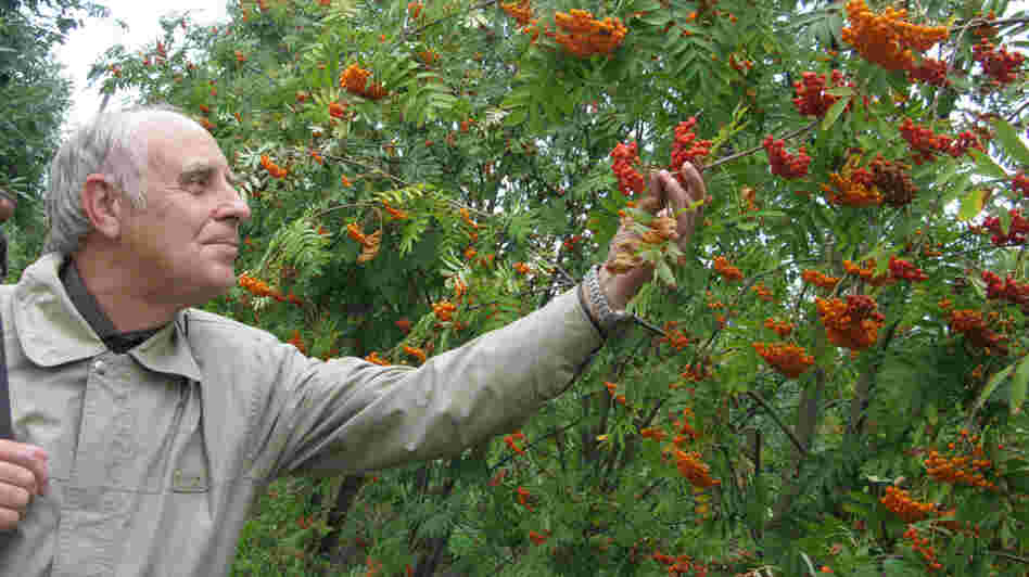 Leonid Burmistrov, a researcher at the Vavilov Institute, stands amid orange "sorbus."