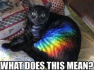 Rainbow cat Rainbow cat