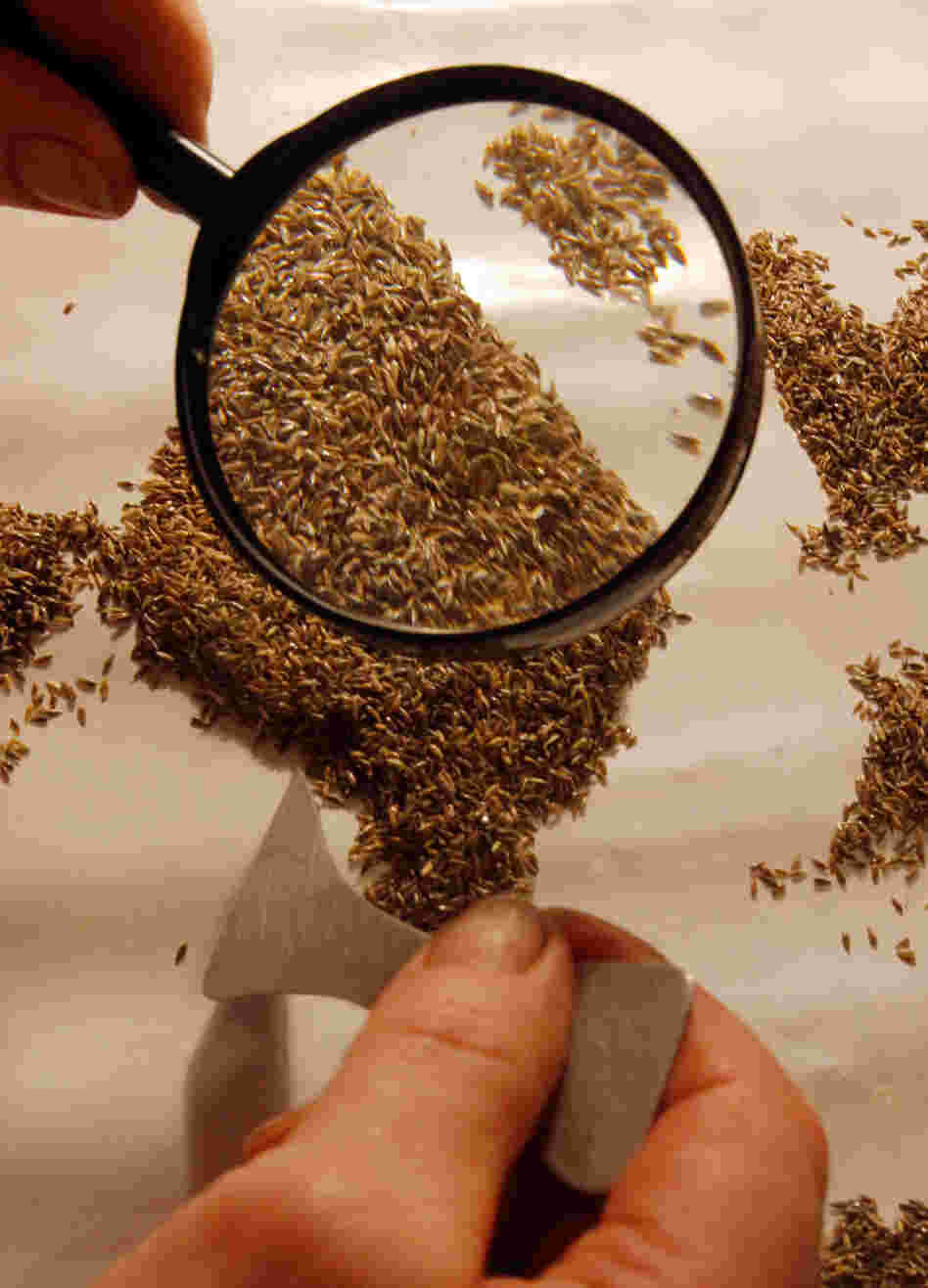 An employee sorts grass seeds