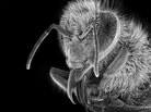 Bee Bee