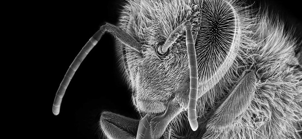 Bee