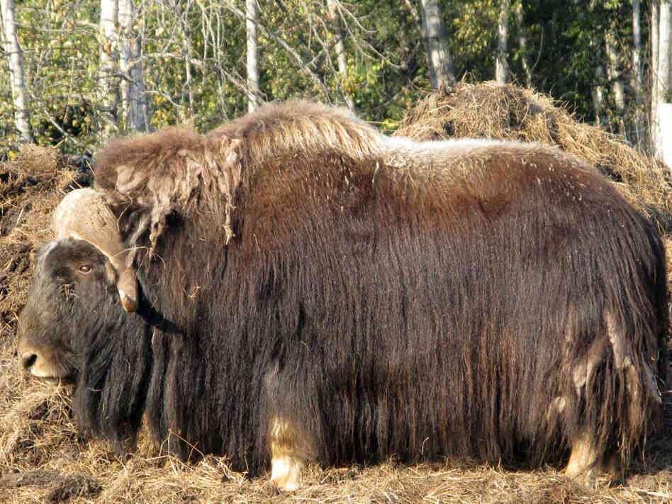 A male musk ox stands in a paddock at the Large Animal Research Station in Fairbanks, Alaska.