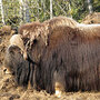 Musk Ox Musk Ox
