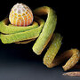 The egg of the Julia heliconian butterfly