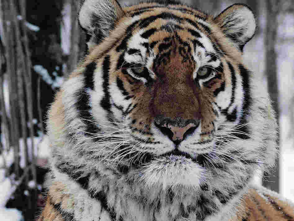 An Amur tiger sits in the snow at a wildlife rehabilitation center. An Amur tiger sits in the snow at a wildlife rehabilitation center.
