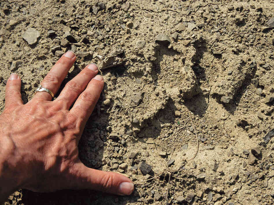 Author's hand with female tiger track