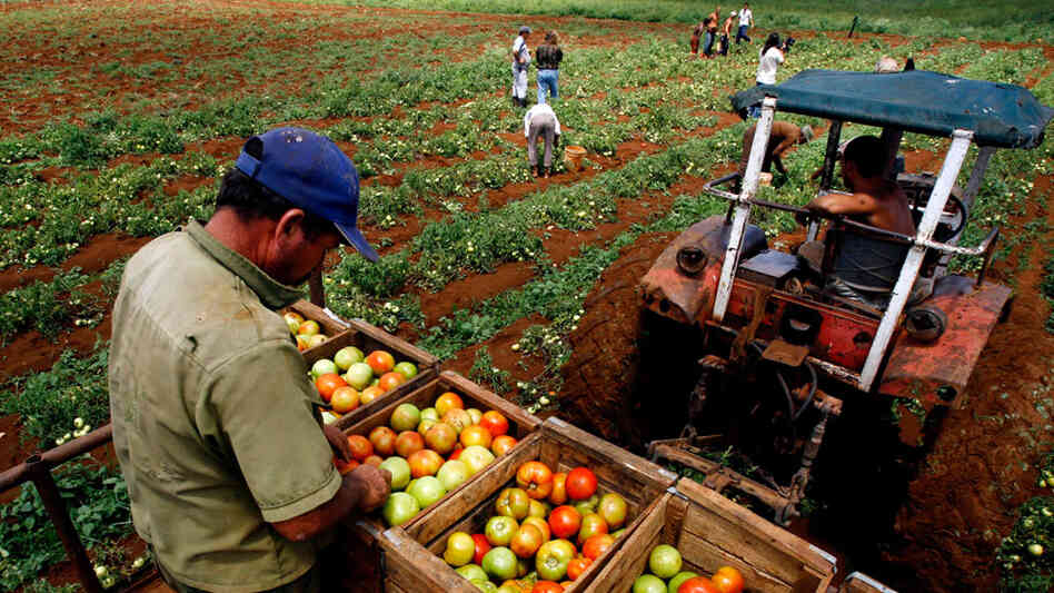 A farmer collects tomatoes on a tractor on a farm in Guira de Melena, south of Havana, in 2008