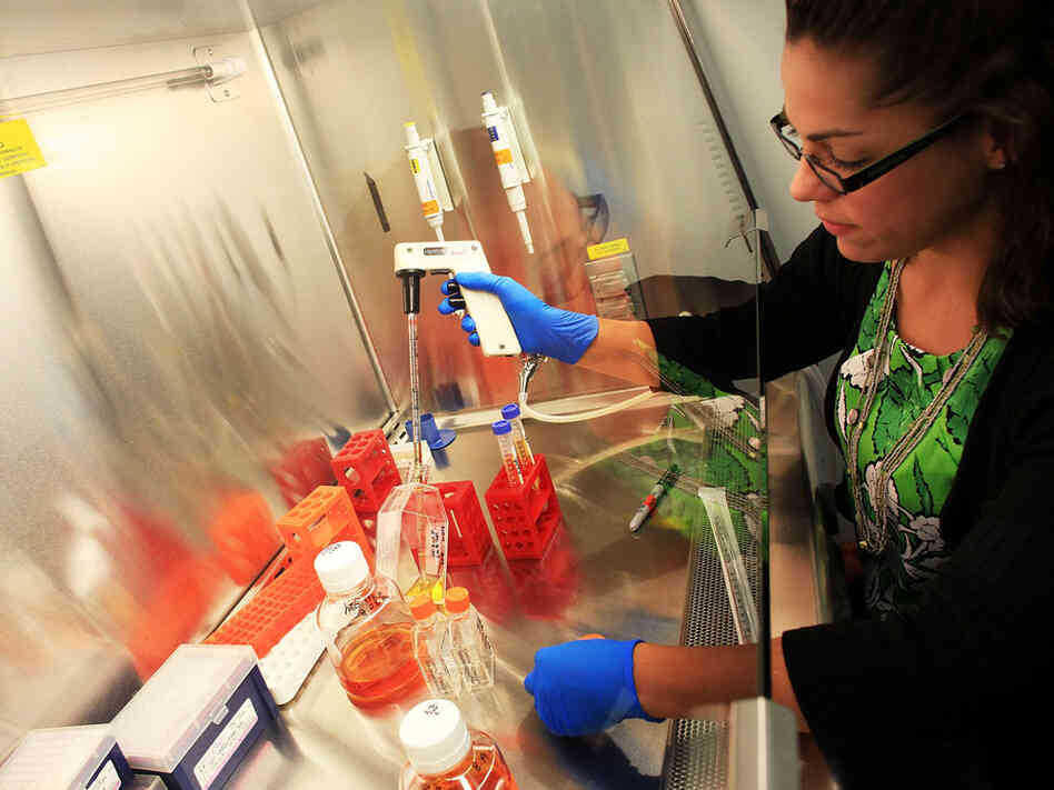 Kristin Martins-Taylor feeds stem cells at the University of Connecticut's Stem Cell Institute.