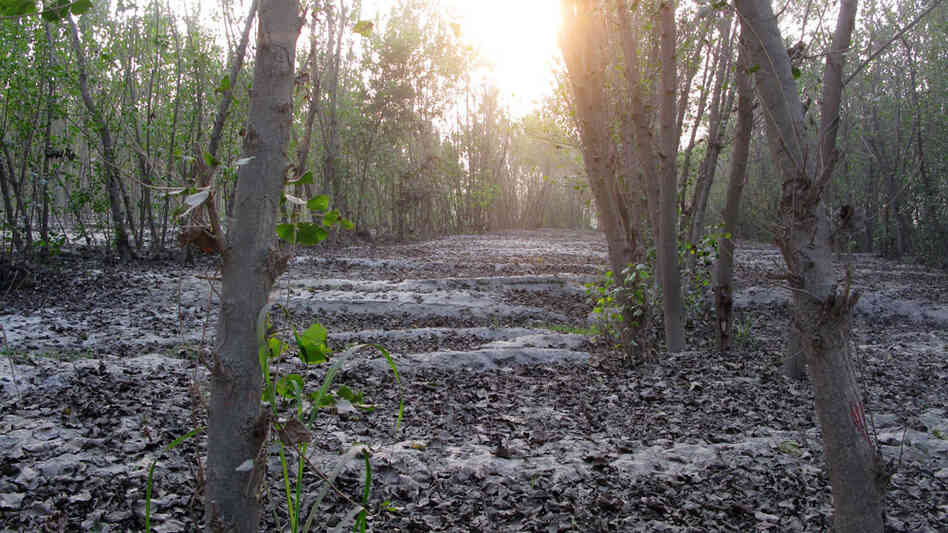 Floods that hit Pakistan in July left trees ravaged and fields coated with an ashen dust.