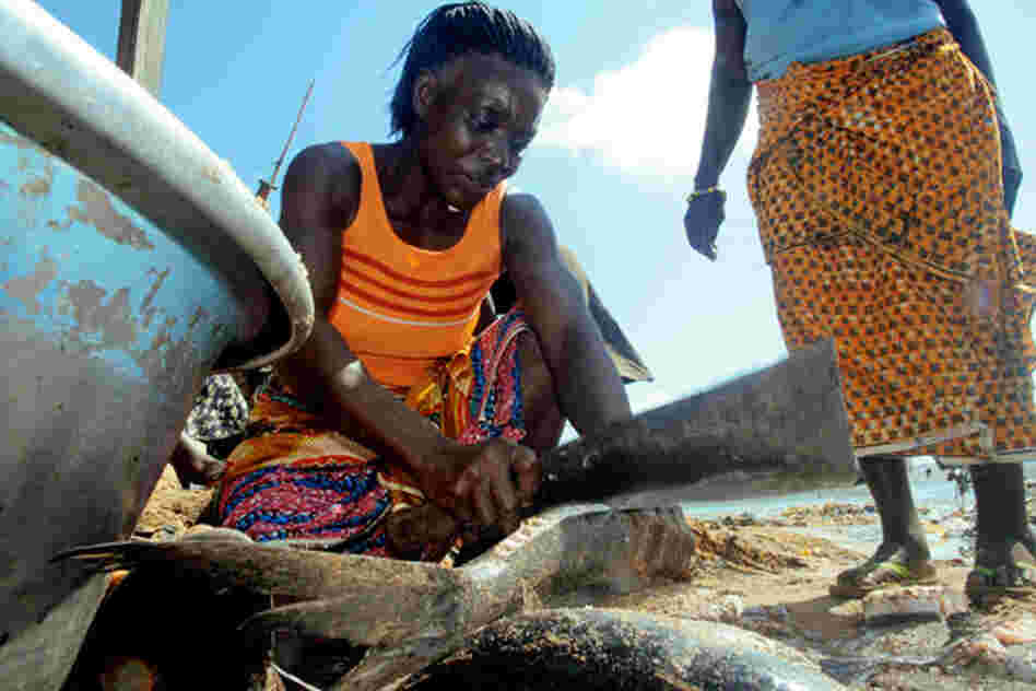 Esi Dede, slices through the fresh catch on the beach at the village of Apewosika, near Axim, Ghana. Esi Dede, slices through the fresh catch on the beach at the village of Apewosika, near Axim, Ghana.