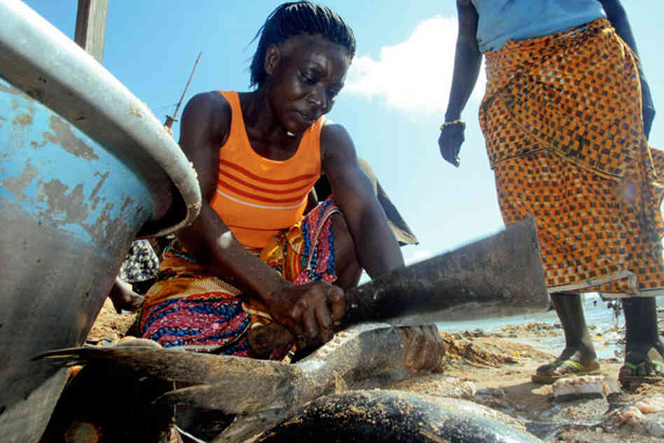 Esi Dede, slices through the fresh catch on the beach at the village of Apewosika, near Axim, Ghana. Esi Dede, slices through the fresh catch on the beach at the village of Apewosika, near Axim, Ghana.
