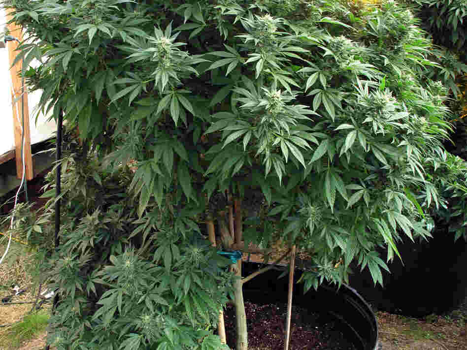 A marijuana plant